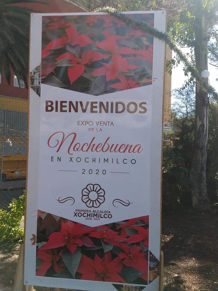 Se unen productores de Nochebuena de Xochimilco para iluminar fiestas  decembrinas | 2egundoPiso